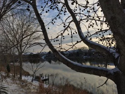 Pond Trees In Winter Stock Photos