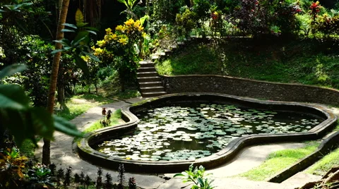 Pond in the tropical park. 스톡 동영상 68048943