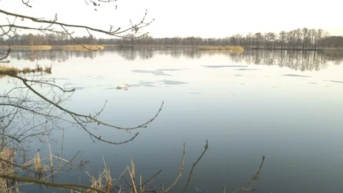 Pond at the turn of winter and spring. A swan looking for food Stock Footage 107086185