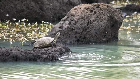 Pond turtle dives from a rocky islet into calm freshwater during an alert escape Stock Footage 339399854