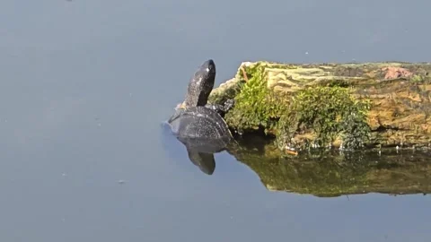 A pond turtle, Emys orbicularis climbs onto a floating log. Stock Footage 332110390