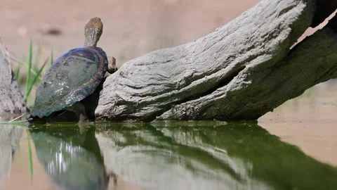 Pond turtle with muddy shell hauls out onto log to warm up in the sun Stock Footage 303874789