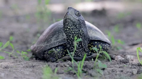 Pond Turtle Observing Its Environment, Heavy Breathing, Sunlight Flickering Vídeos de archivo 111427845