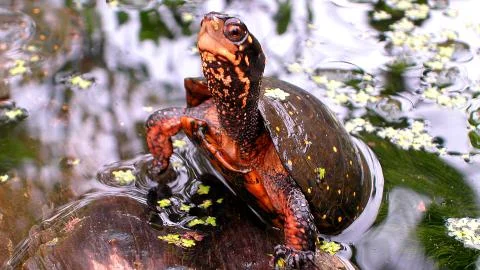 Pond Turtle Stock Photos