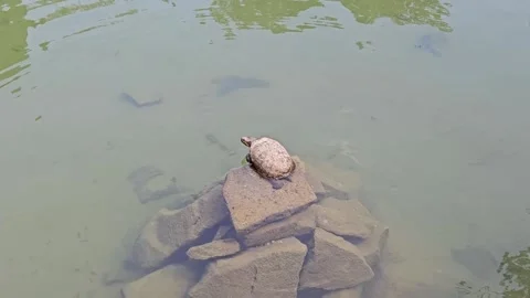 A pond turtle is sunbathing on a rock in the middle of a calm lake Stock Footage 317578786