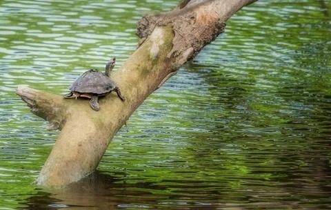 Pond turtle, tortoise, on a tree branch over water in sun, copy space, Indian Te 写真素材