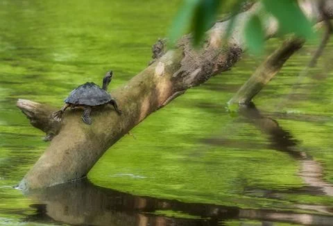 Pond turtle, tortoise, on a tree branch over water in sun, copy space, Indian Te 写真素材