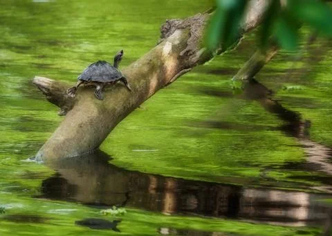 Pond turtle, tortoise, on a tree branch over water in sun, copy space, Indian Te 写真素材