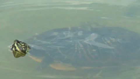 Pond Turtle (Trachemys scripta) swimming Video stock 94944836