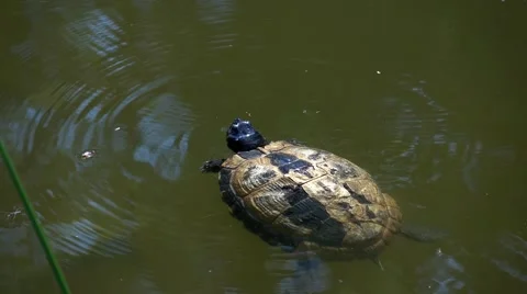 The pond turtle in water Stock Footage 65500310