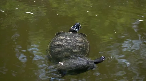 The pond turtle in water Stock Footage 65500459