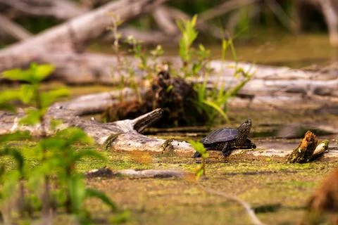 Pond turtle in a wild ecosystem Stock Photos