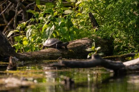 Pond turtle in a wild ecosystem Stock Photos