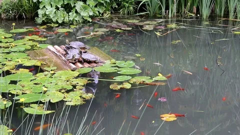 A pond with turtles and fish Stock Footage 73605866