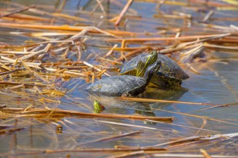 Pond turtles Stock Photos