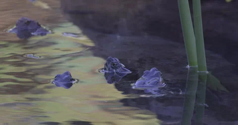 Pond turtles on the water surface, 4K slomo Stock Footage 249733043