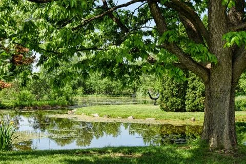 Pond under green tree surrounded with lush grass during spring Stock Photos