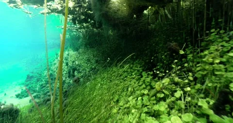 Pond - Underwater forest, with Algae and Plants Clip2611 Stock Footage 203923461