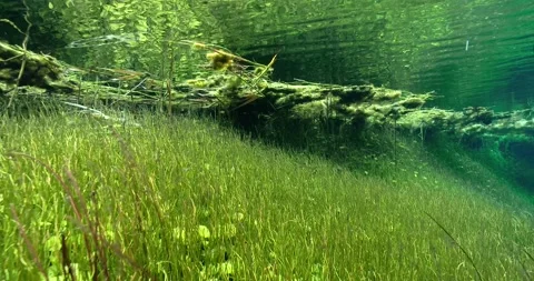 Pond - Underwater forest, Water reflection Clip2555 Stock Footage 203923137