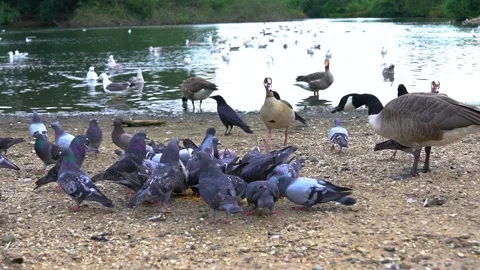 A Pond with Various Birds, Slow Motion Stock Footage 170507002