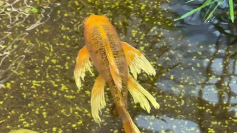 A pond with various golden fish. Stock Footage 294699525