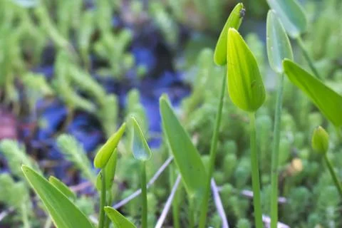 Pond vegetation Stock-Fotos