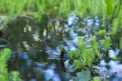 Pond vegetation Stock-Fotos