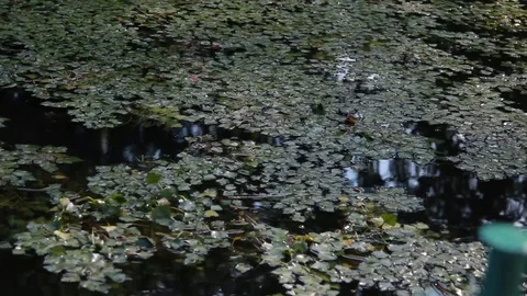 Pond Vegetation, View From A Boat Stock Footage 90258204