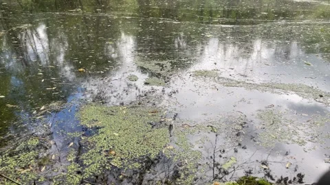 Pond with Vertical Tilt Movement Stock Footage 240129683