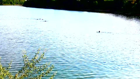 Pond in the vicinity of the city of Ukraine Stock Footage 137632095