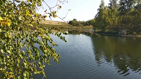 Pond view in summer.Peaceful, tranquil video view of a quiet lake Stock Footage 327809090