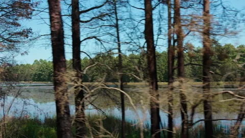 Pond visible behind trees, shot in a moving car Stock Footage 254321867