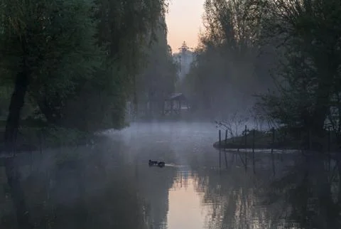Pond waking up Foto stock