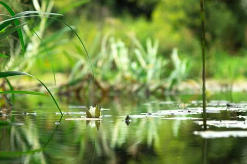 Pond with water and green grass on a summer day, selective focus. Stock Photos