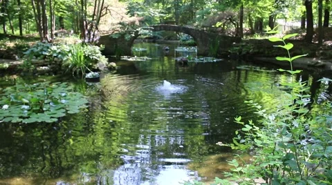 Pond Water Bridge Serenity Stock Footage