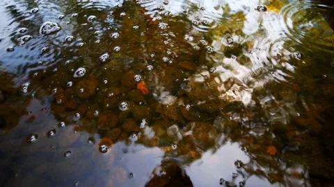 Pond Water Bubbles Stock Footage 137474478