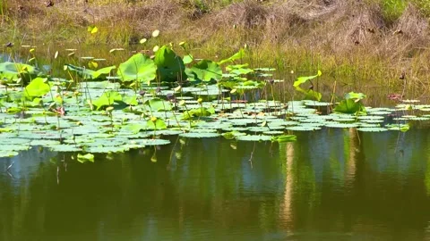 A pond of water Stock Footage 155588634