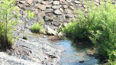 Pond of Water Stock Footage 274573811