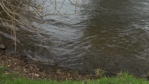 Pond water gently rippling, dark river bank featuring green grass edge, bare Stock Footage 332834724
