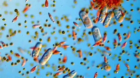 Pond water life under microscope, protozoa and green algae 库存影片 318247181