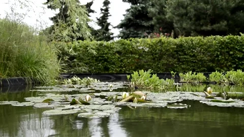 A pond with water lilies. Stock Footage 156482875