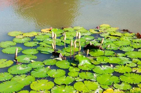 Pond with water Lilies Stock Photos