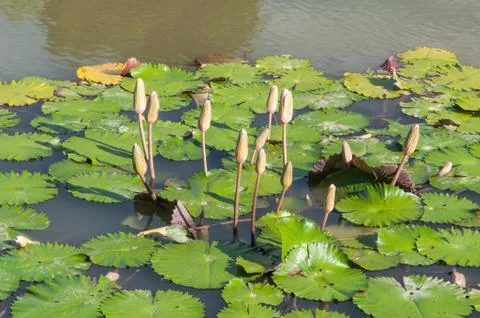 Pond with water Lilies Stock Photos