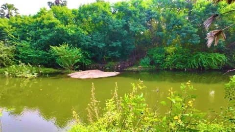 Pond - Water Moving Stock-Footage 262210721