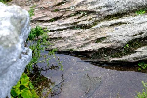 Pond Water Stock Photos
