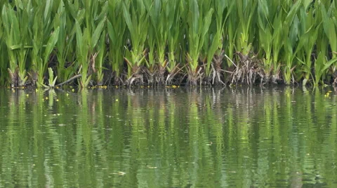 Pond with water plants Stock Footage 48944868