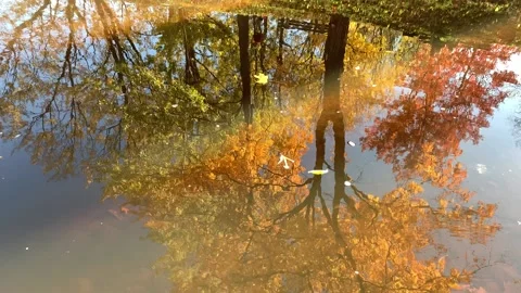 Pond Water Reflection Stock Footage 141542270