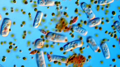 Pond water sample under microscope, Euglena protozoa and green algae 스톡 동영상 318246819