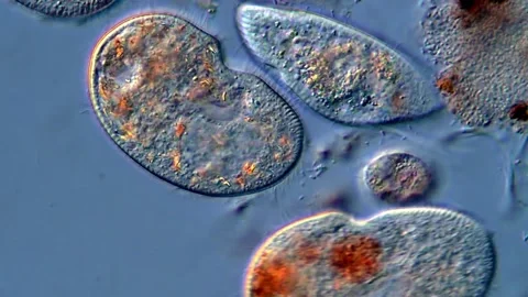 Pond water sample under microscope, ciliate Protozoa 스톡 동영상 318249381