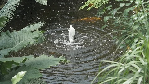 Pond Water Slow Motion Stock Footage 90819863